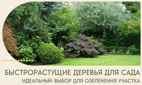 Быстрорастущие деревья для сада идеальный выбор в Алексине