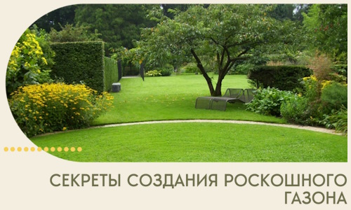 Секреты создания роскошного газона в Алексине